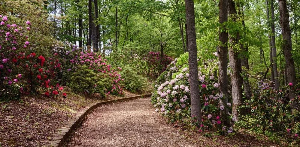 Fred Hamilton Rhododendron Garden, United States